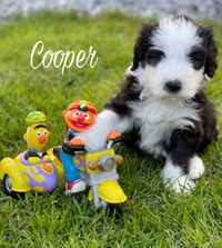 Cooper 6. Woche
